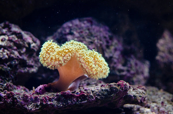 Discovering Adventure: Incredible Underwater Adventures